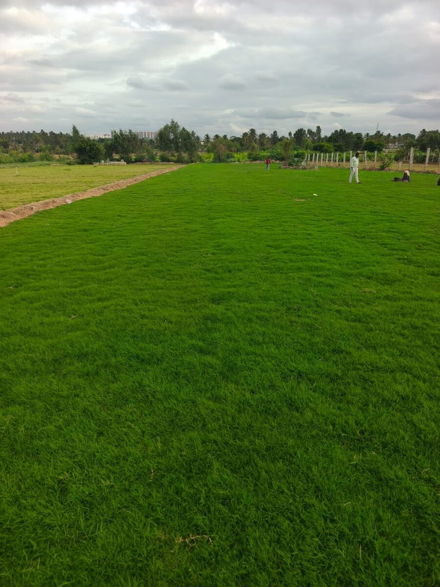 Bermuda Lawn turf