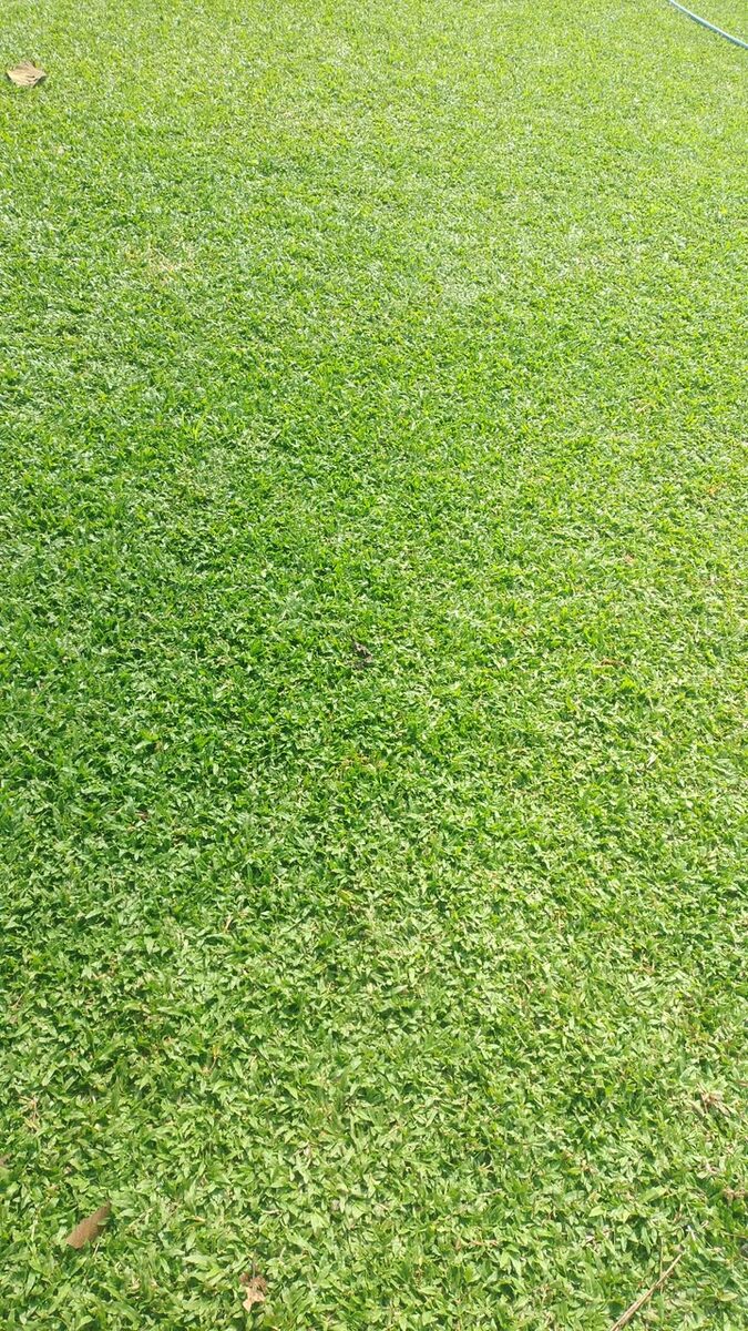Buffalo Grass turf