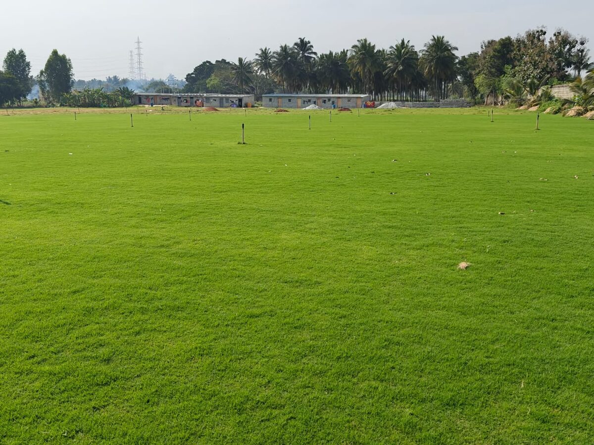 Mexican Lawn turf