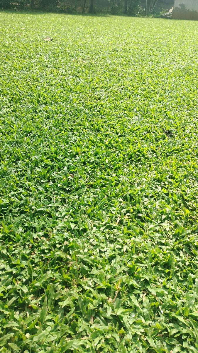 Pearl Grass turf