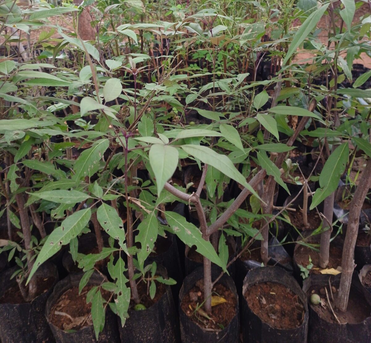 Plants and trees